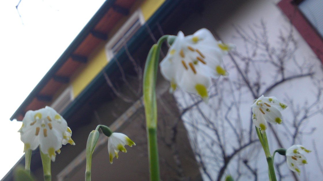 Frühlings-Knotenblume